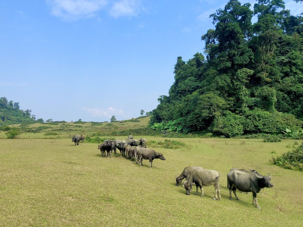 leo nui o Lam Thuong, Yen Bai