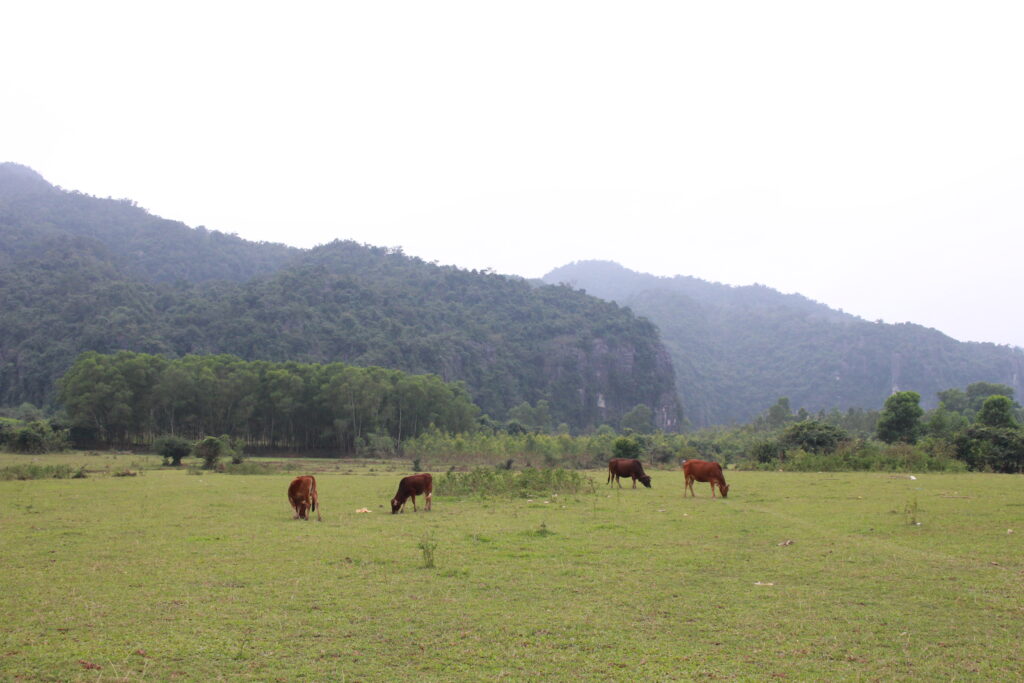 Trằm Mé Phong Nha